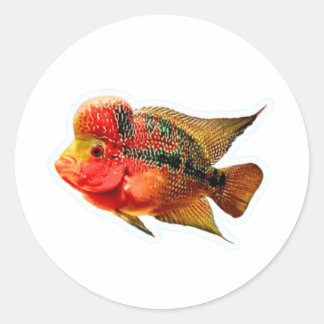 Levendige Flowerhorn Cichlide Sticker, Exotische L Ronde Sticker
