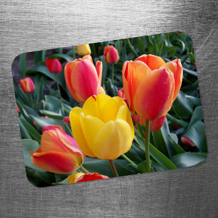 Levendige Gele En Rode Tulpen Tuinfoto Magneet