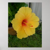 Levendige gele hibiscus bloei poster (Voorkant)