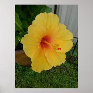 Levendige gele hibiscus bloei poster