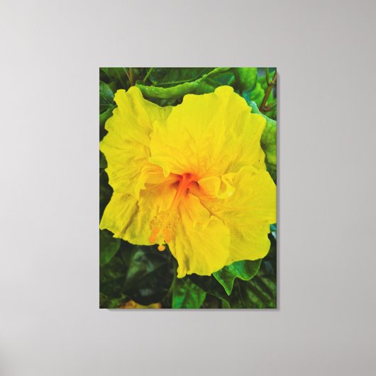 Levendige Gele Hibiscus Bloem Canvas Afdruk (Voorkant)