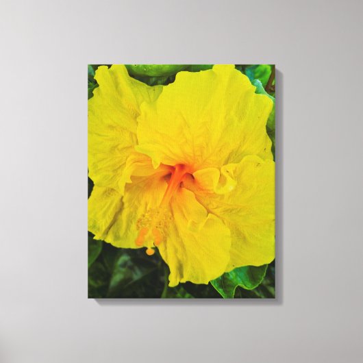 Levendige Gele Hibiscus Bloem Canvas Afdruk (Voorkant)