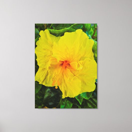 Levendige Gele Hibiscus Bloem Canvas Afdruk (Voorkant)