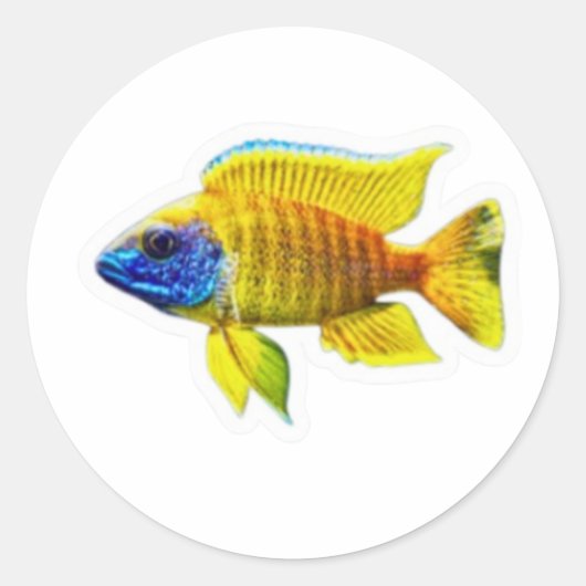 Levendige Gele Pauw Cichlide Vis Sticker, Afrika Ronde Sticker (Voorkant)