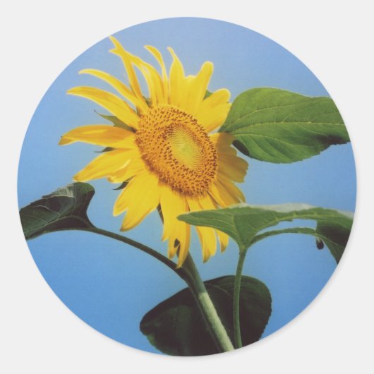 Levendige gele zonnebloem bloemen in Blue Sky Ronde Sticker (Voorkant)