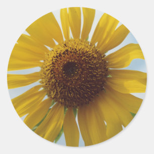Levendige gele zonnebloem bloemen in Blue Sky Ronde Sticker