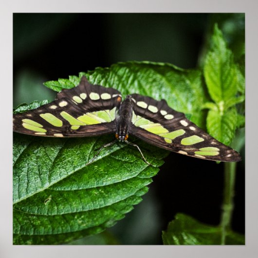 Levendige groene print (Voorkant)