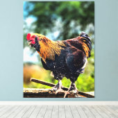 Levendige Haan op Hek Canvas Afdruk (Insitu (Houten vloer))