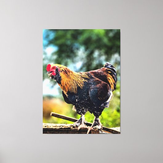 Levendige Haan op Hek Canvas Afdruk (Voorkant)
