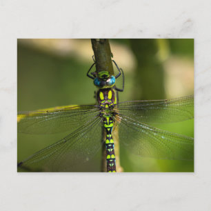 Levendige Hawker Dragonfly Close Up - Wildlife Fot Briefkaart