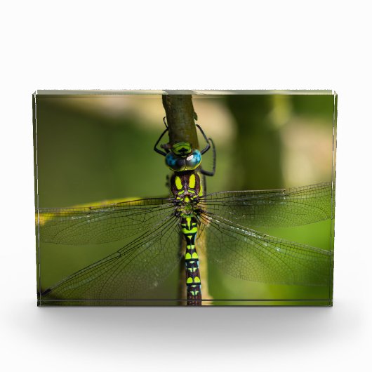 Levendige Hawker Dragonfly Close Up - Wildlife Fot Fotoblokken (Voorkant)