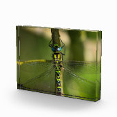 Levendige Hawker Dragonfly Close Up - Wildlife Fot Fotoblokken (Rechts)