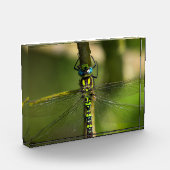 Levendige Hawker Dragonfly Close Up - Wildlife Fot Fotoblokken (Links)