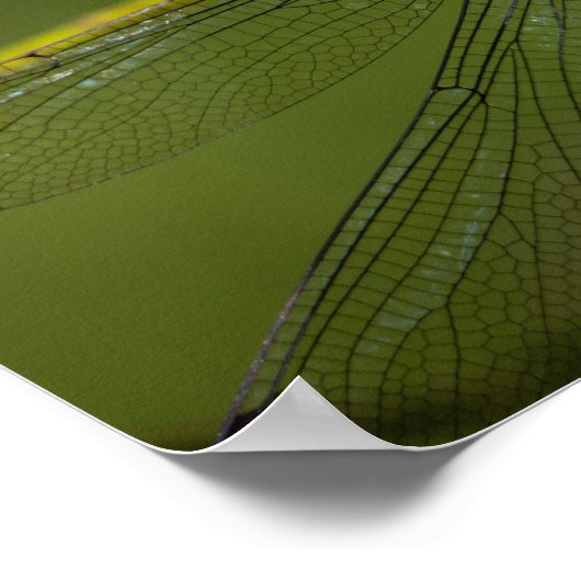 Levendige Hawker Dragonfly Close Up - Wildlife Fot Poster (Hoek)