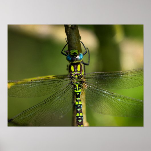 Levendige Hawker Dragonfly Close Up - Wildlife Fot Poster (Voorkant)