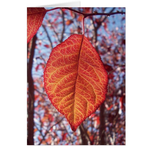 Levendige helderheid (Voorkant)