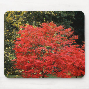 Levendige herfst rode Japanse esdoorn boom fotogra Muismat