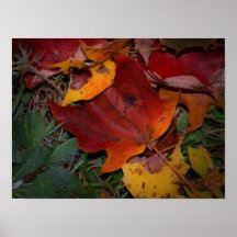 Levendige herfstbladeren