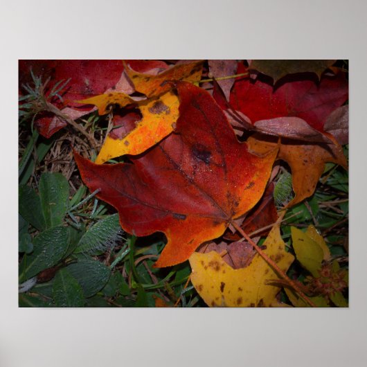 Levendige herfstbladeren poster (Voorkant)
