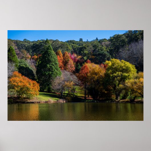 Levendige herfstkleuren Landschapsbomen Poster (Voorkant)