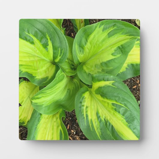 Levendige Hosta bladeren Fotoplaat (Voorkant)