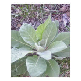 Levendige Jonge Plant in Tuin Perfect Poster