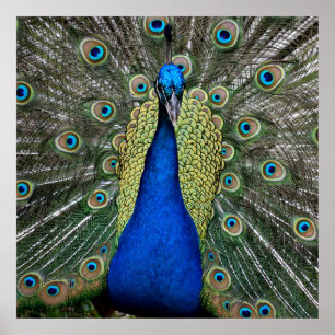 Levendige kleur Peacock Poster