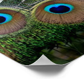 Levendige kleur Peacock Poster (Hoek)