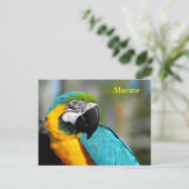 Levendige kleuren Macaw Briefkaart (Staand voorkant)