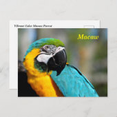 Levendige kleuren Macaw Briefkaart (Voorkant / Achterkant)