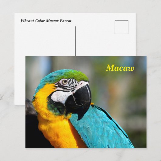 Levendige kleuren Macaw Briefkaart (Voorkant / Achterkant)