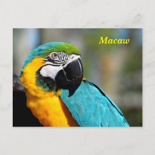 Levendige kleuren Macaw Briefkaart