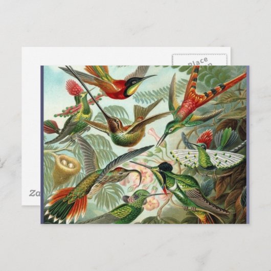 Levendige  kolibries kunst exotisch tropisch briefkaart (Voorkant / Achterkant)