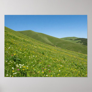 Levendige lente-wildbloemen die weelderig groen R Poster
