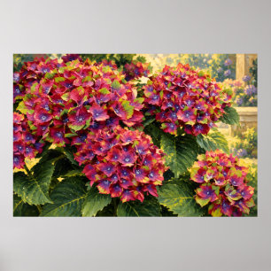 Levendige magenta hortensia's in gouden tuinlicht poster