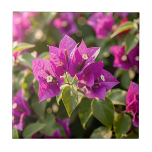 Levendige Magenta Paarse Bougainvillea Bloei Tegeltje