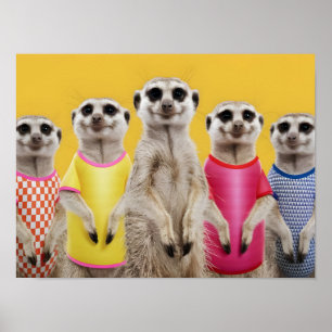 Levendige Meerkat Group in stijlvolle outfits Poster