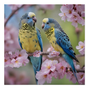 Levendige metgezellen: blauwe en gele budgies perfect poster