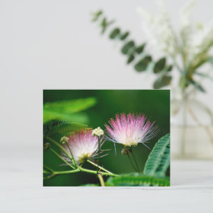 Levendige Mimosa-bloem Briefkaart