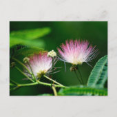 Levendige Mimosa-bloem Briefkaart (Voorkant)
