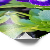 Levendige mooie Paarse papaverbloemen foto Afdruk (Hoek)