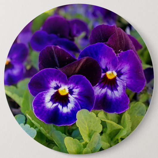 Levendige mooie Paarse papaverbloemen foto Ronde Button 6,0 Cm (Voorkant)