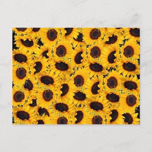 Levendige mooie zonnebloemen Natuur Florence Print Briefkaart (Voorkant)
