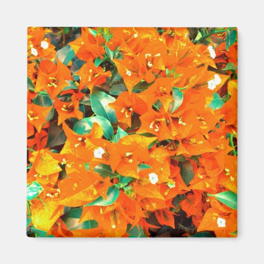 Levendige oranje bougainvilleabloemen magneet (Voorkant)