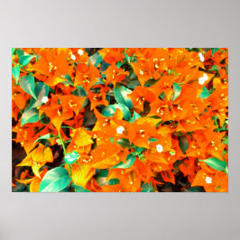 Levendige oranje bougainvilleabloemen poster