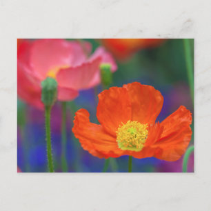 Levendige oranje klaproosbloesem briefkaart