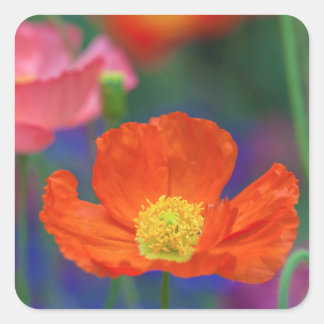 Levendige oranje klaproosbloesem vierkante sticker