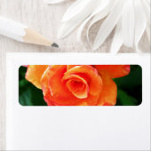 Levendige Oranje Roos Foto Etiket (Insitu)