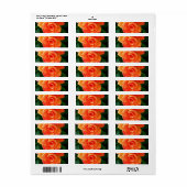 Levendige Oranje Roos Foto Etiket (Full Sheet)