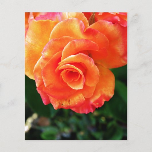 Levendige Oranje Roos Foto Flyer (Voorkant)